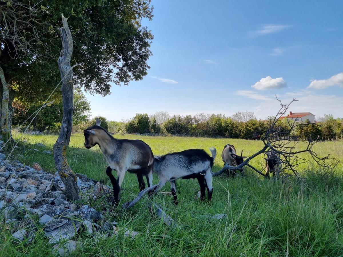 Sunrise, Coastal Istra, Pula Duga Uvala Apartamento